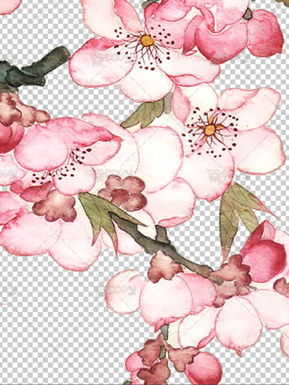 عکس شکوفه بهاری PNG
